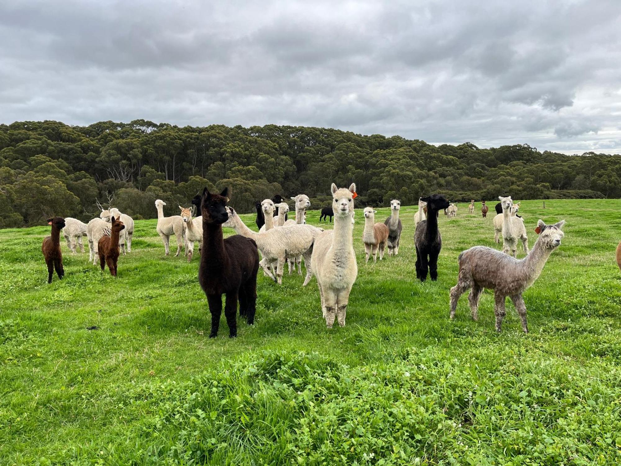 Twelve Apostles Motel & Country Retreat Princetown Luaran gambar